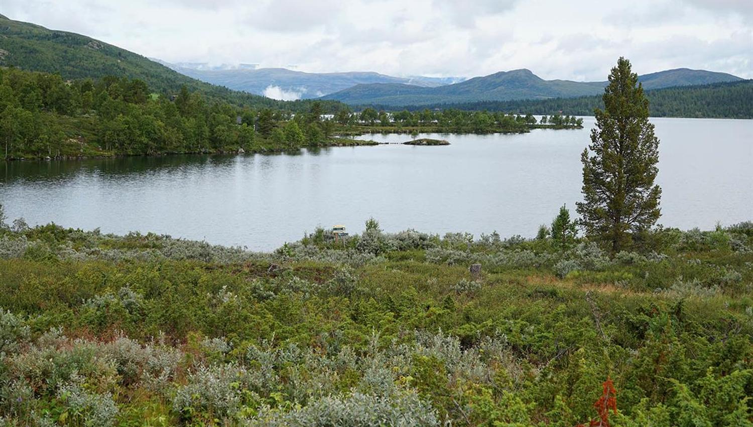 Lake with low bush vegetation on the shores