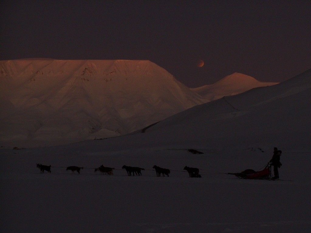 Dog sled speeding through the dusk light