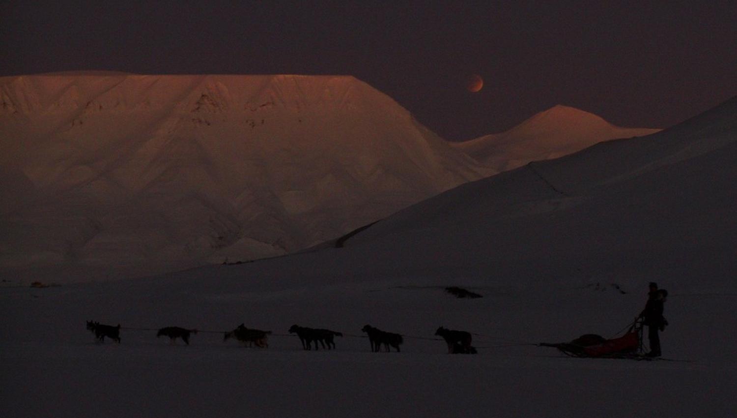 Dog sled speeding through the dusk light