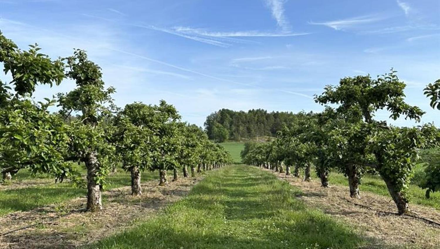 Epletrær på rekke