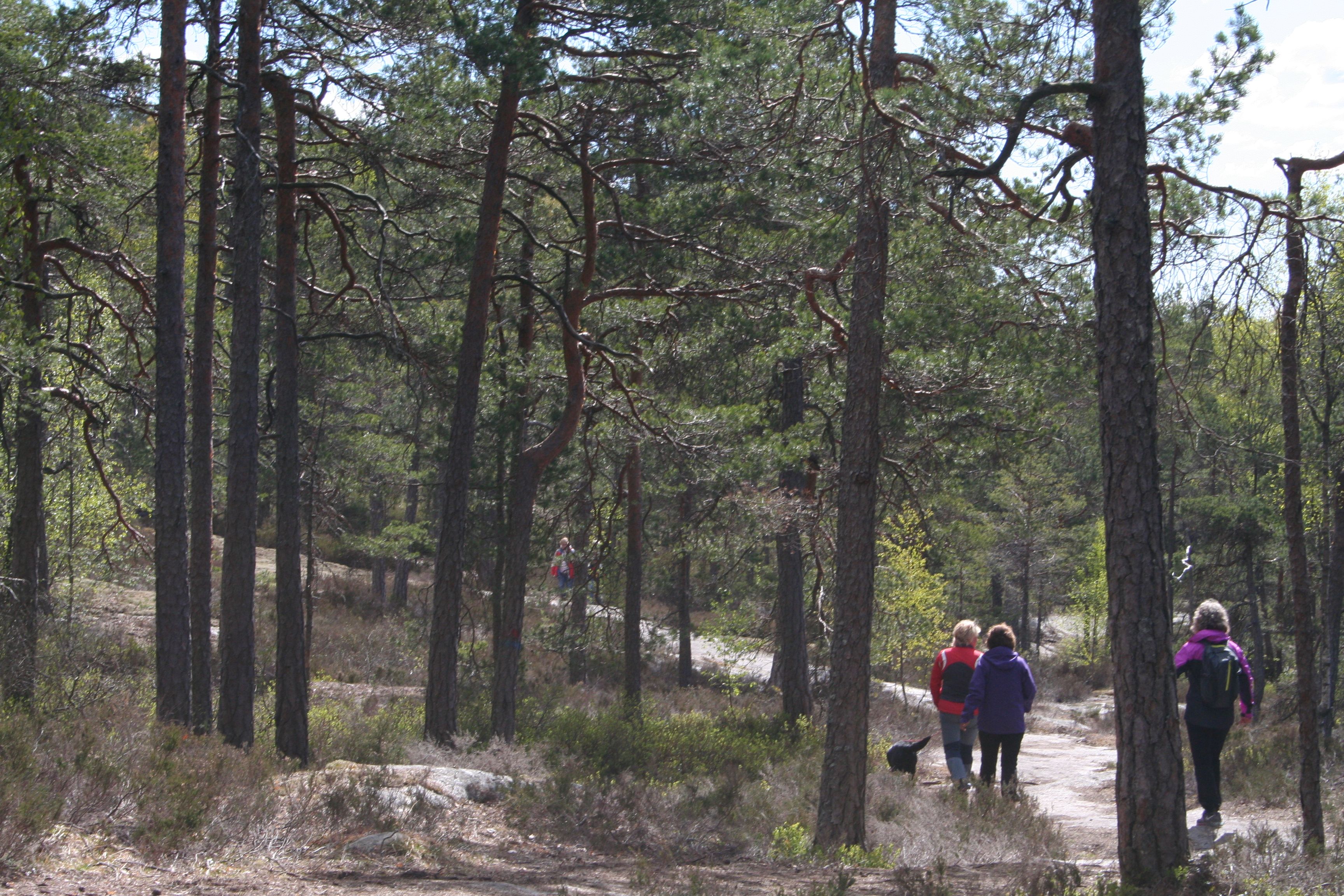 Tur i furuskog