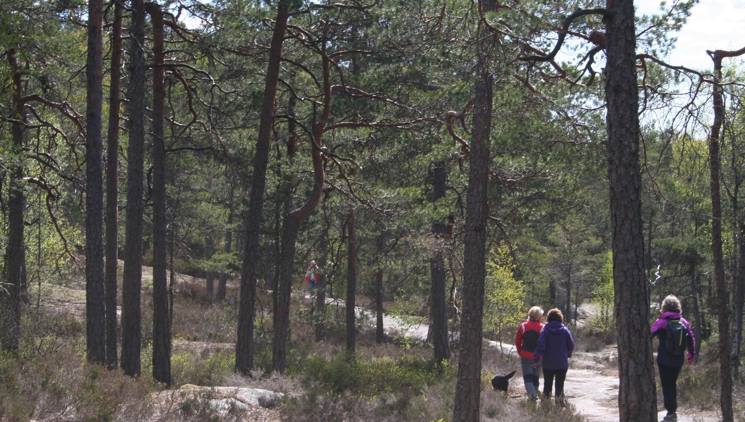 Tur i furuskog