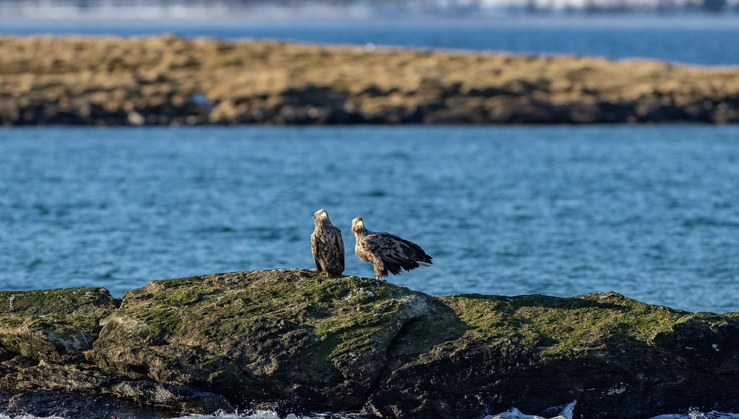 Ørn som sitter på en stein i havet