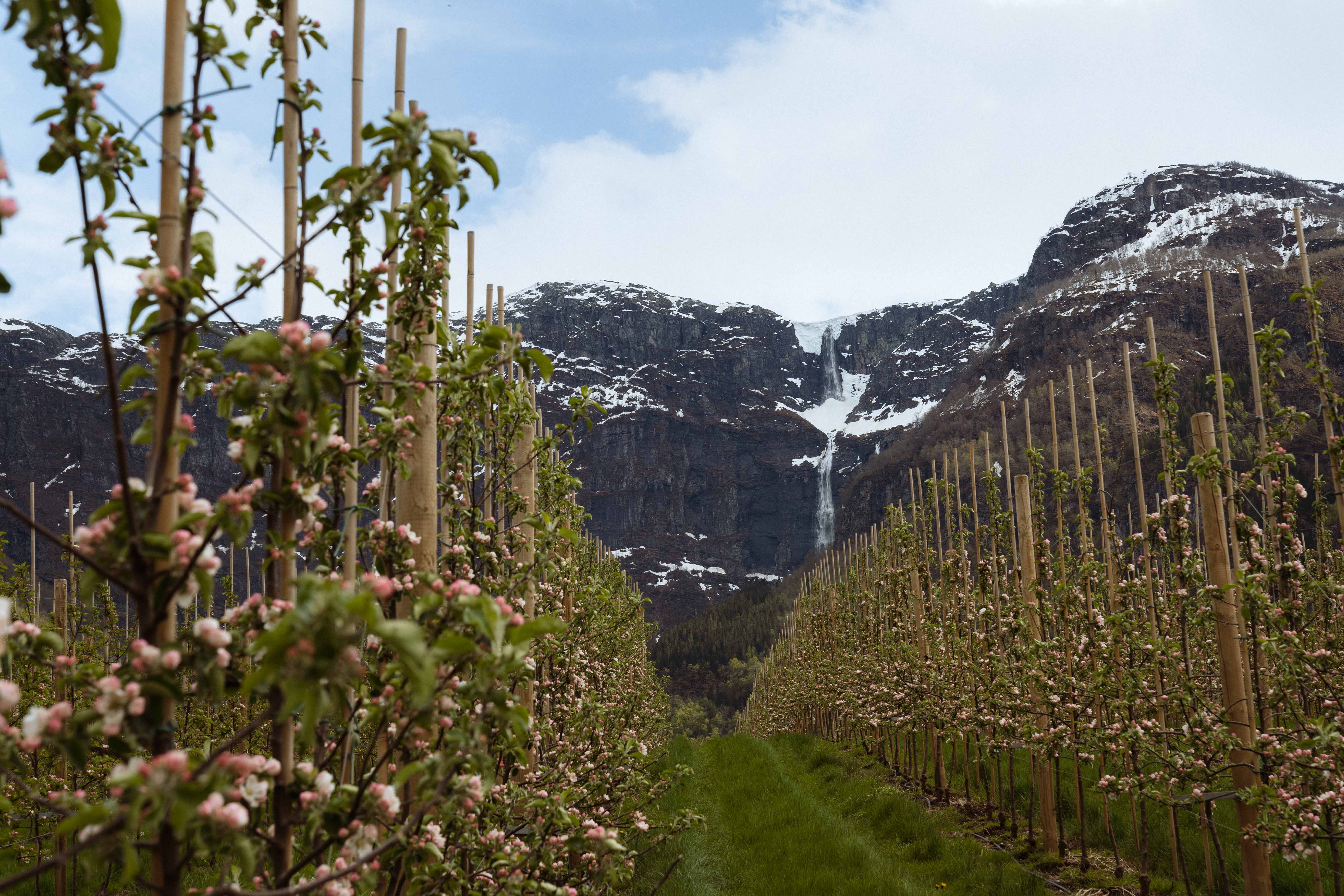 The Fruit Trail in Hardanger with apple blossoms, snow-capped mountains and waterfall.