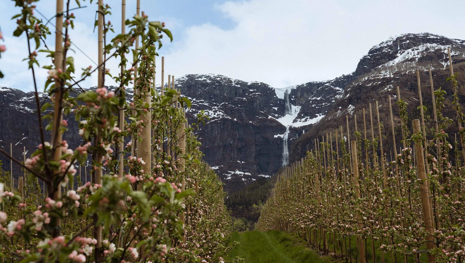The Fruit Trail in Hardanger with apple blossoms, snow-capped mountains and waterfall.