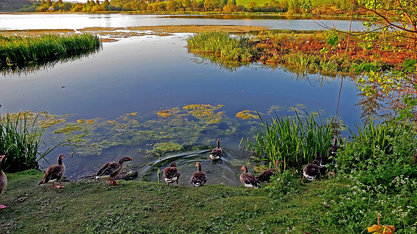 ducks