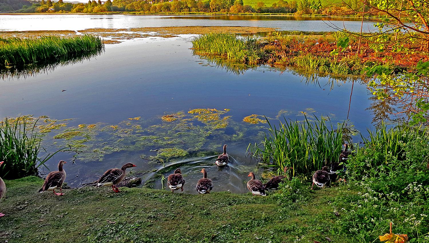 ducks