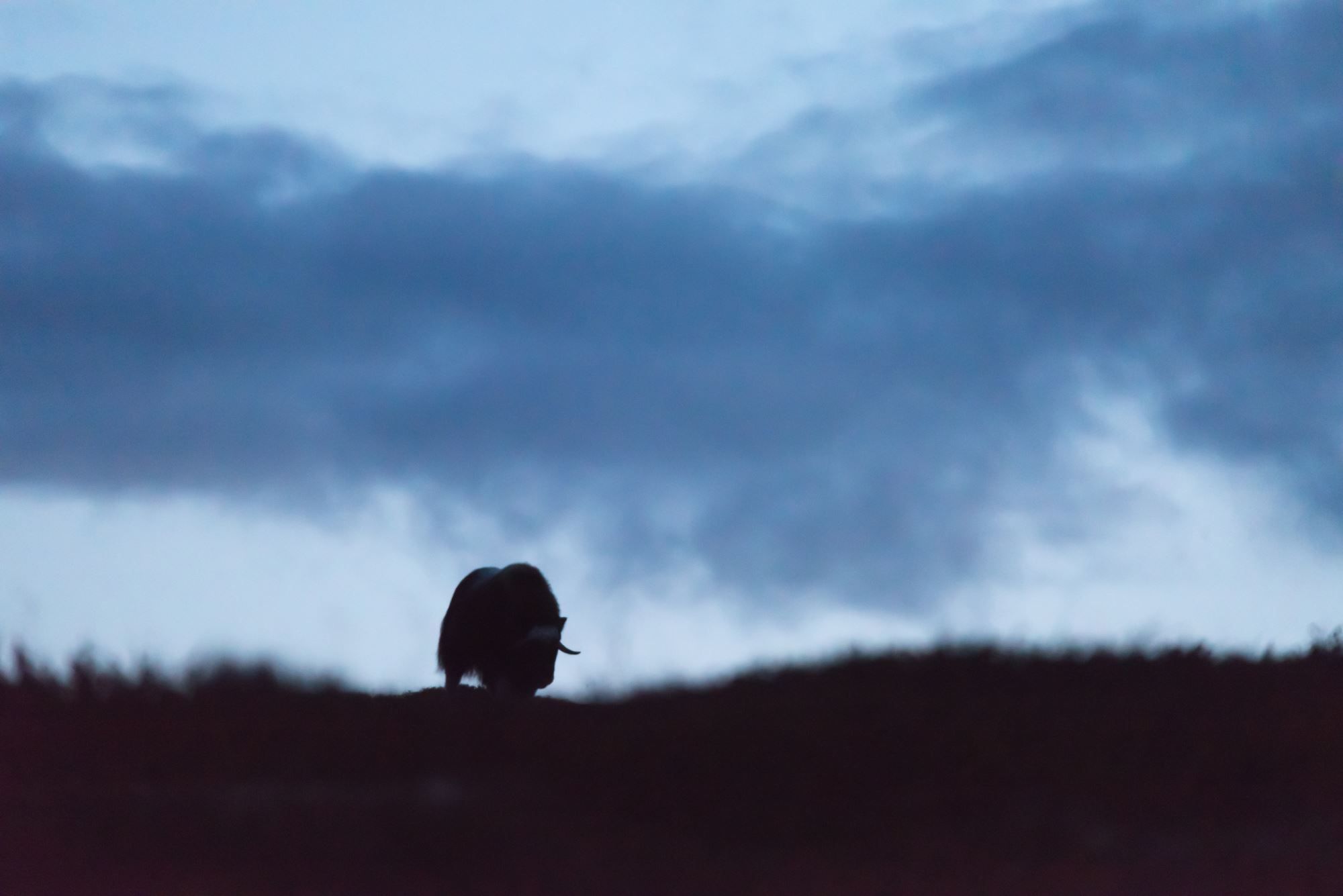 Musk Ox Safari Personal Tour, 2 days