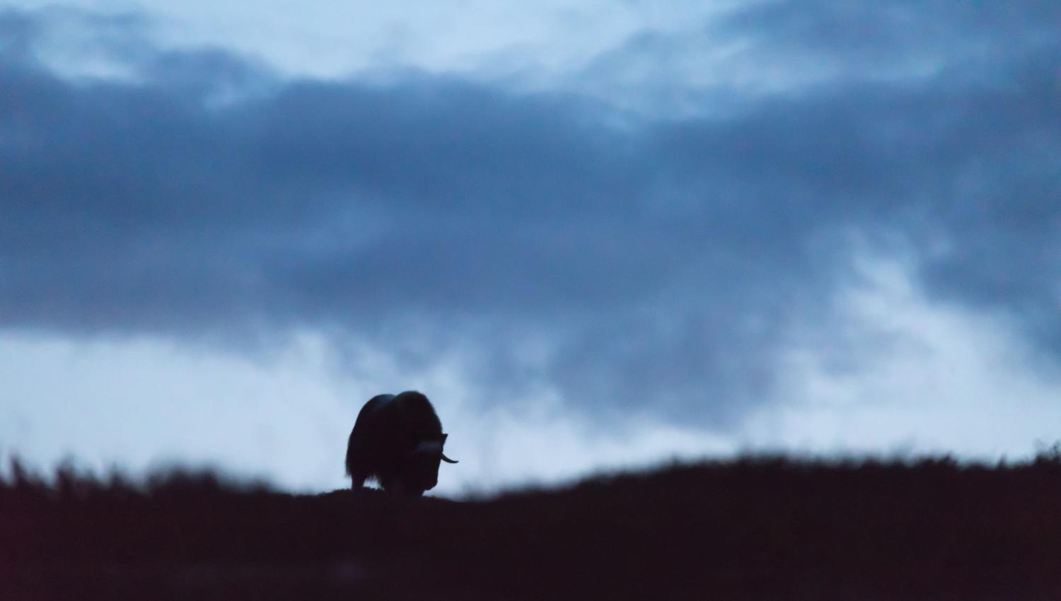 Musk Ox Safari Personal Tour, 2 days