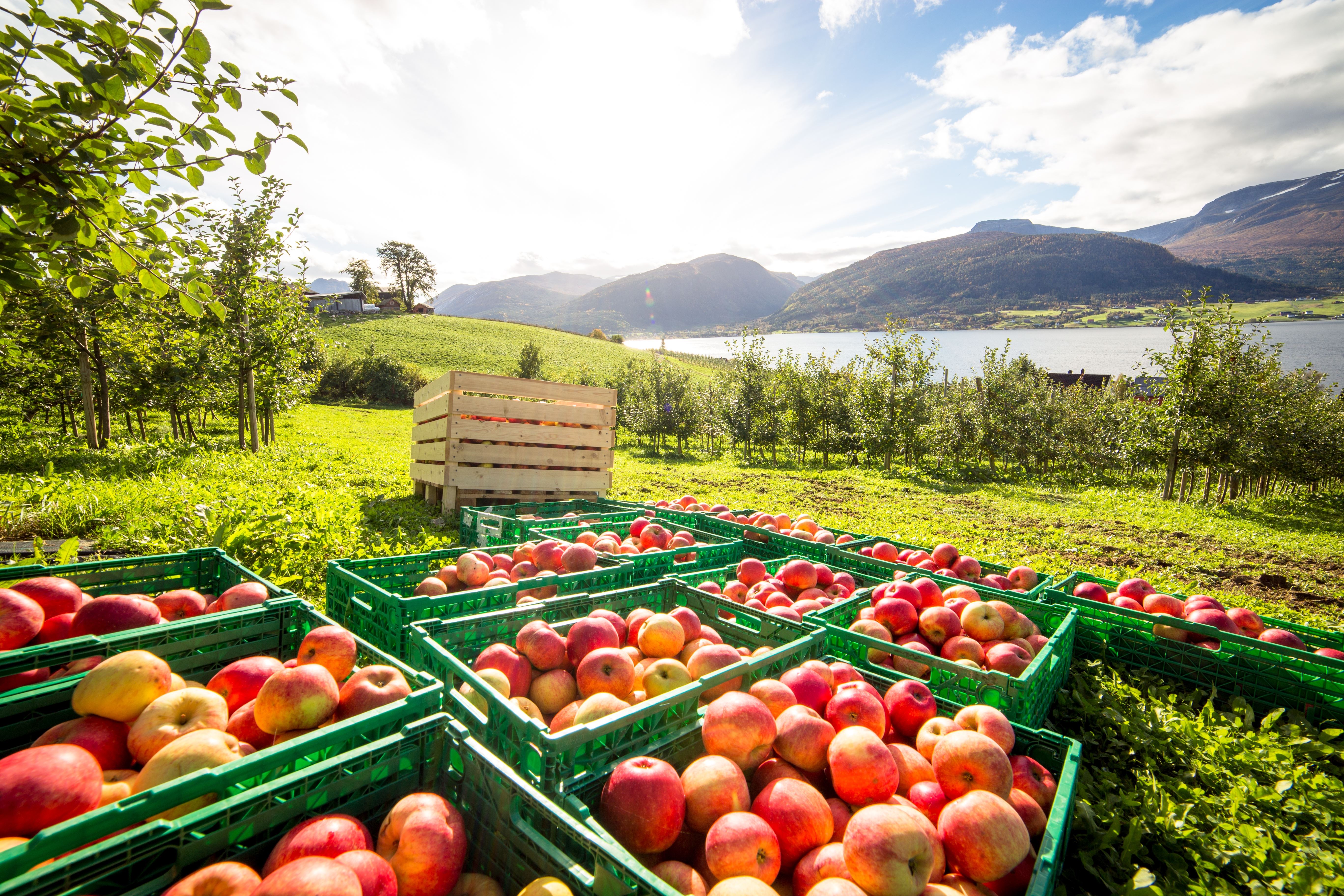 Green crates filled with red apples in a sunny orchard, with grassy hills, a lake, and mountains in the distance.