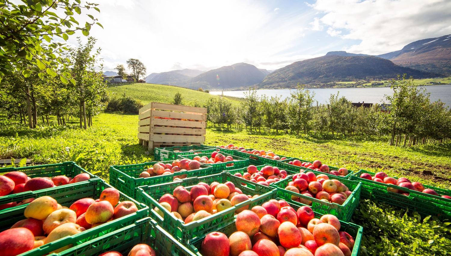 Green crates filled with red apples in a sunny orchard, with grassy hills, a lake, and mountains in the distance.