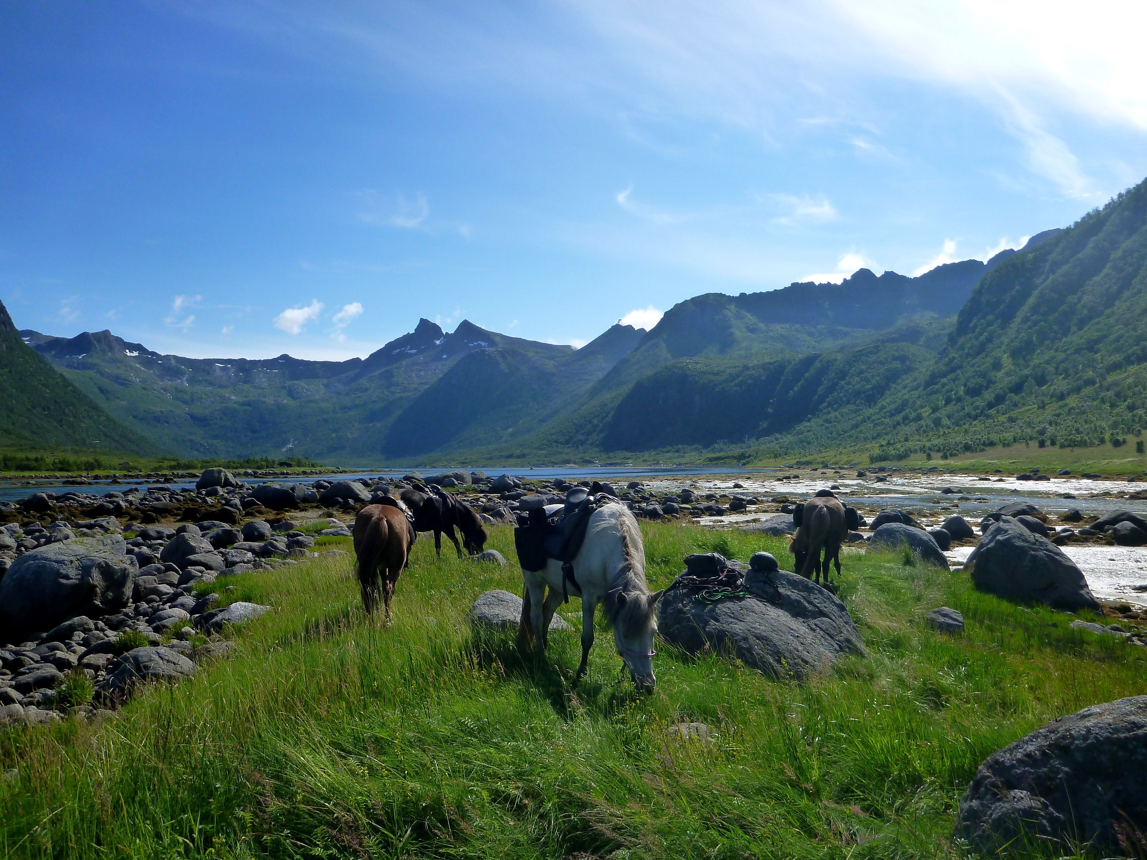 Hester i vakkert landskap