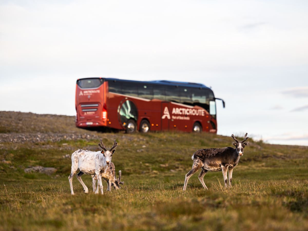 Reindeer and the Arctic route bus