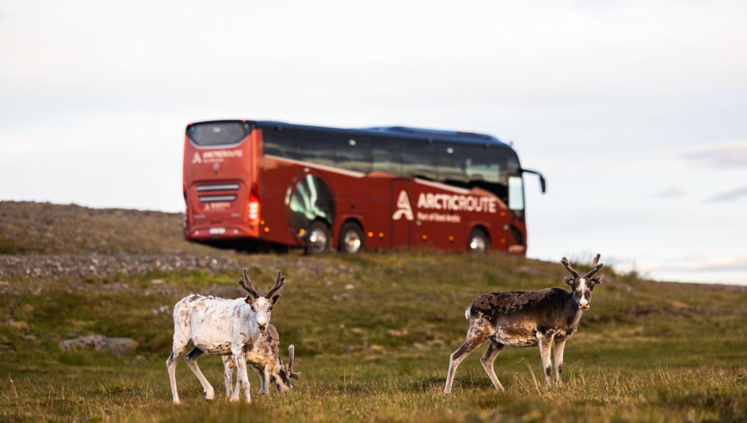 Reindeer and the Arctic route bus