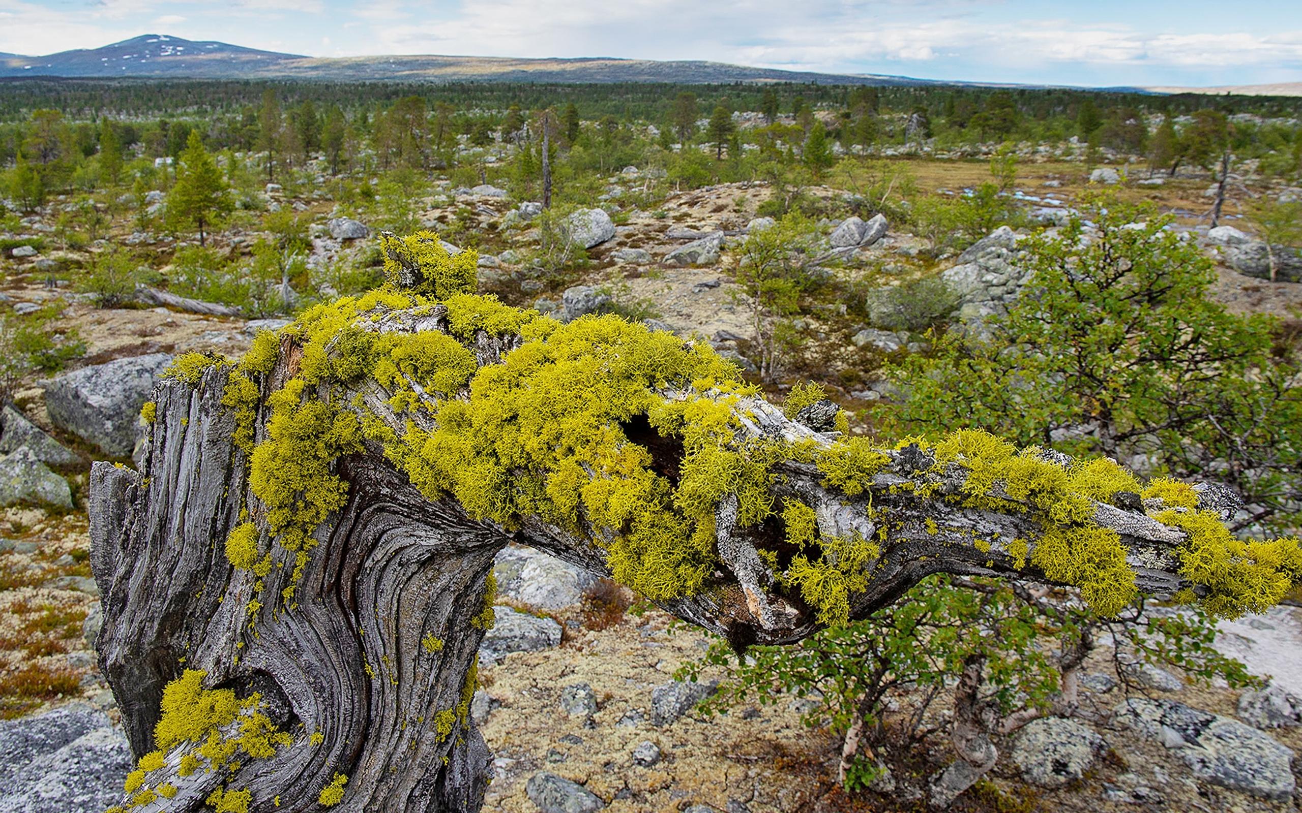 Femundsmarka Nationalpark