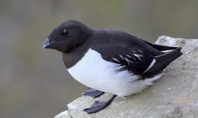 A little auk sitting on a rock