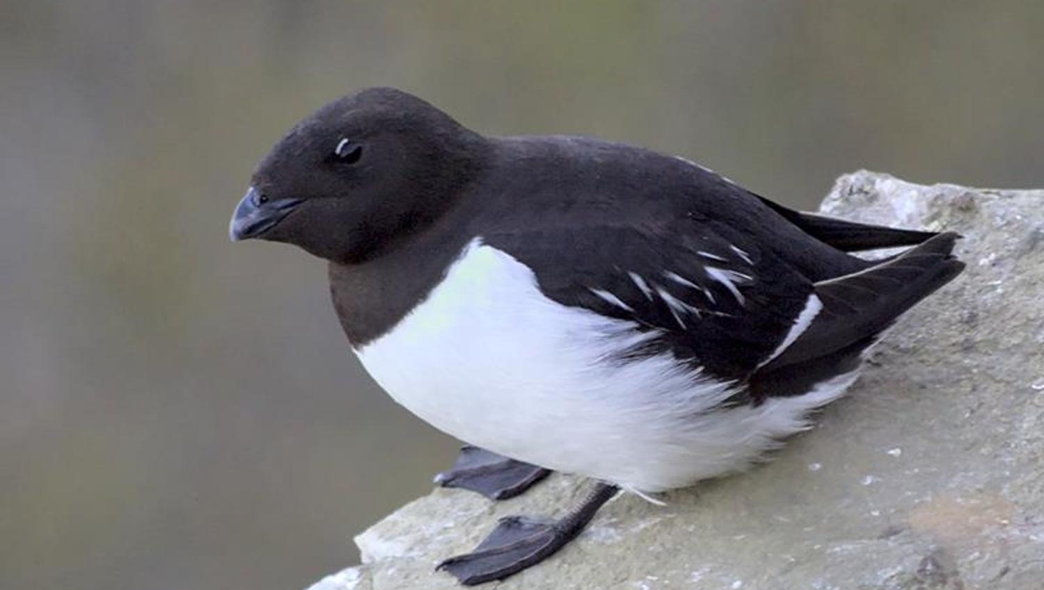 A little auk sitting on a rock