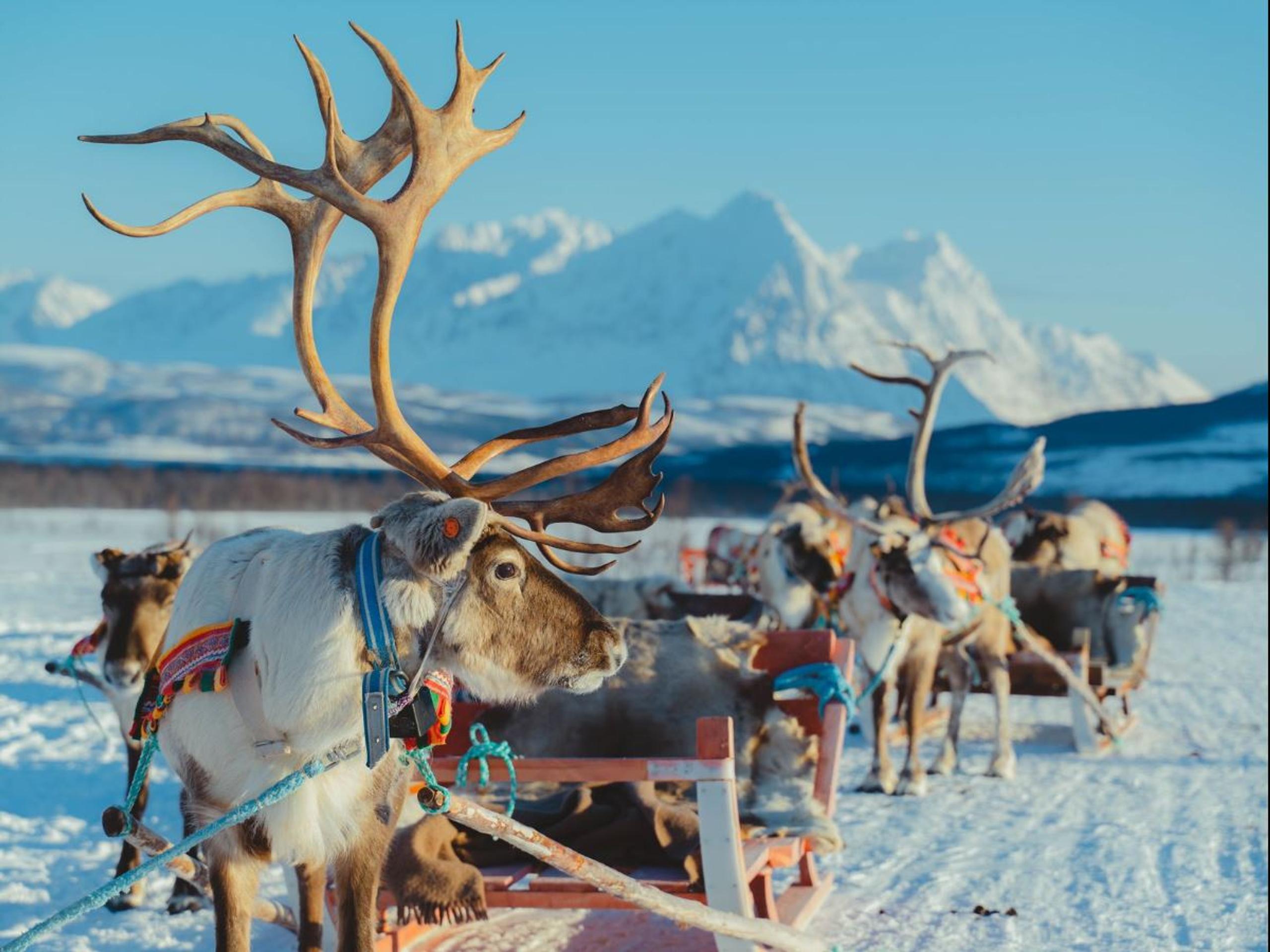 Reindeer in a snowy winter landscape at Tromsø Lapland, ready for a reindeer sledding experience near Tromsø.