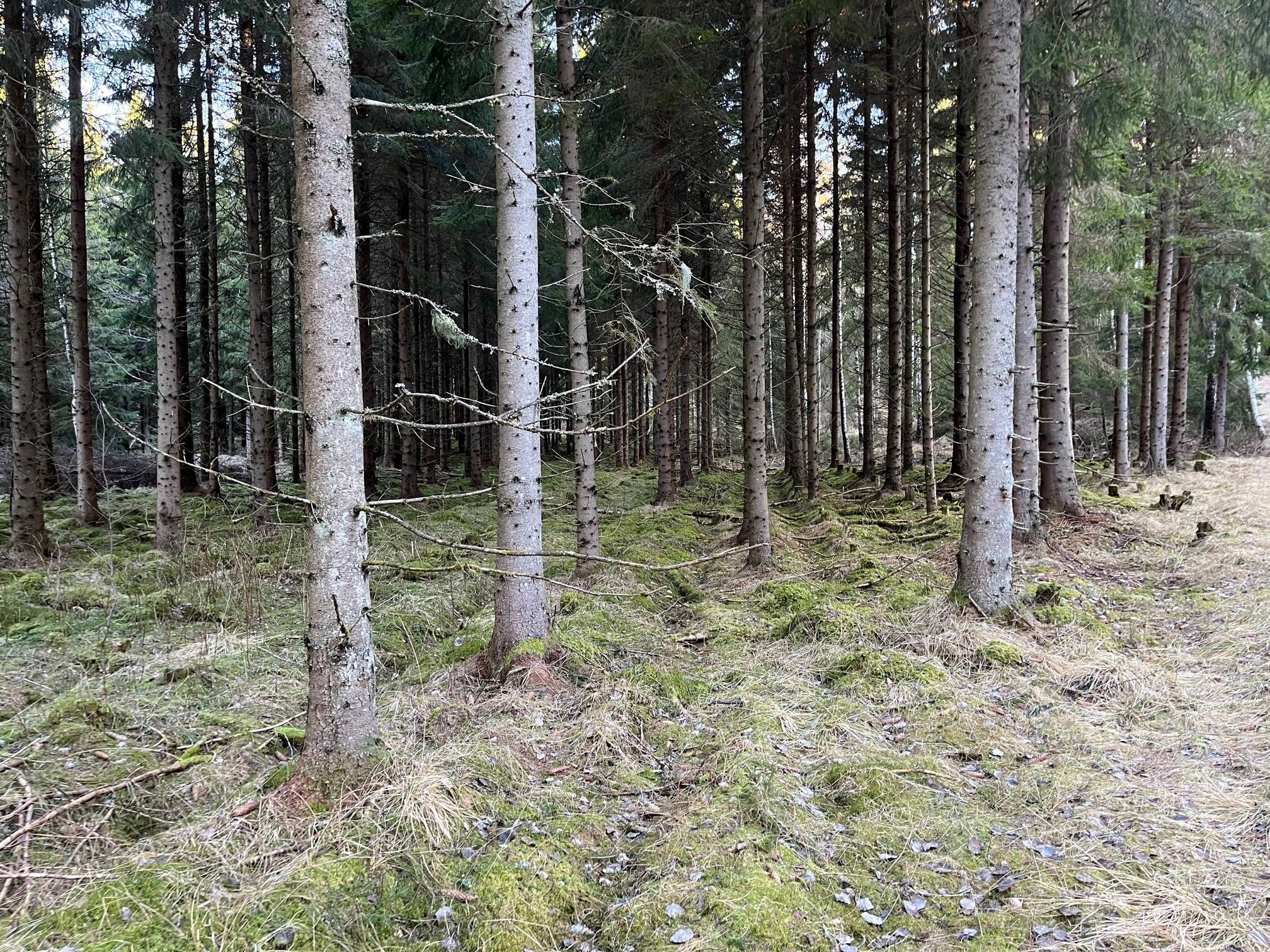 Plantefelt med trær. de står på rad og rekke.