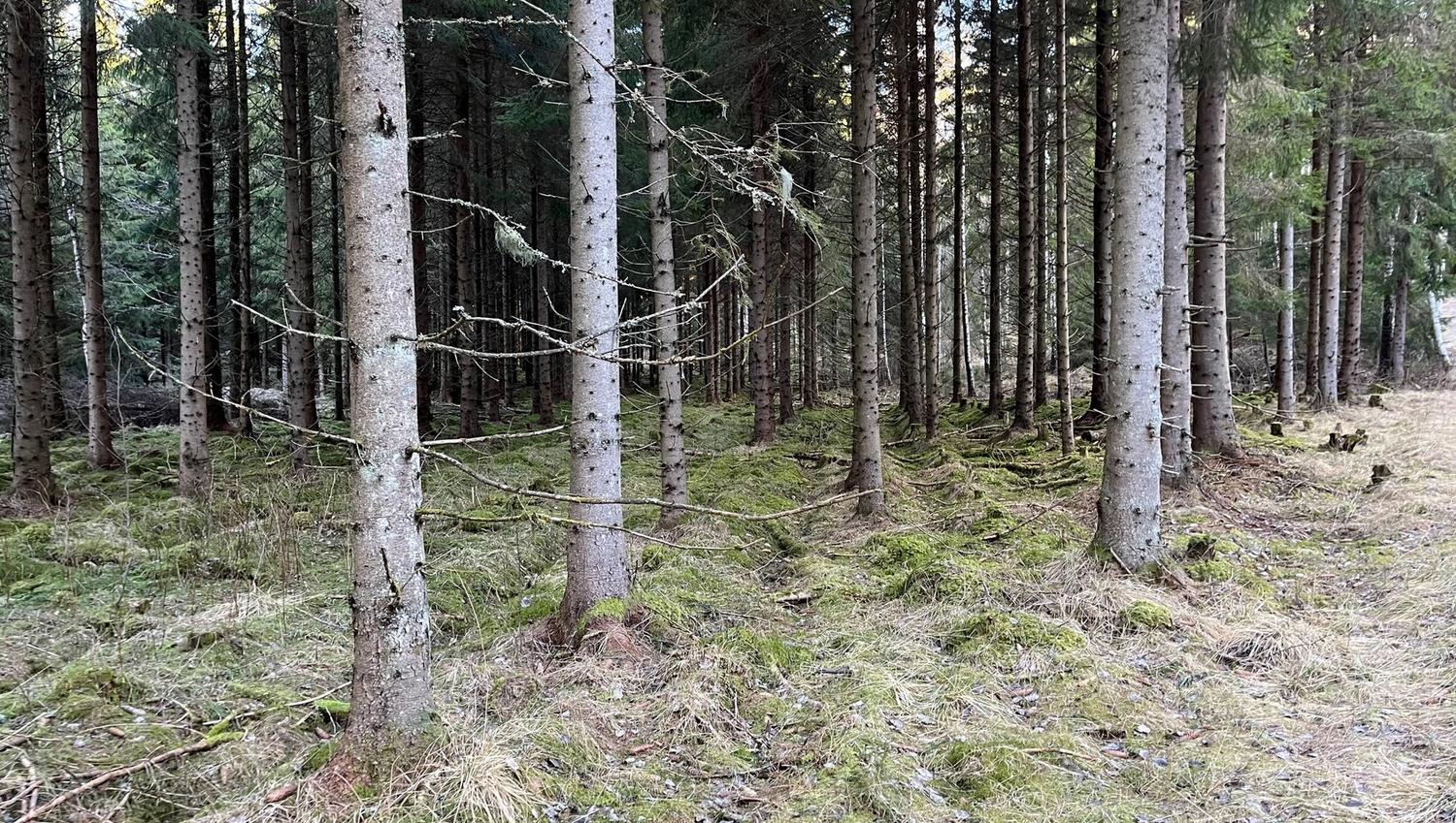 Plantefelt med trær. de står på rad og rekke.