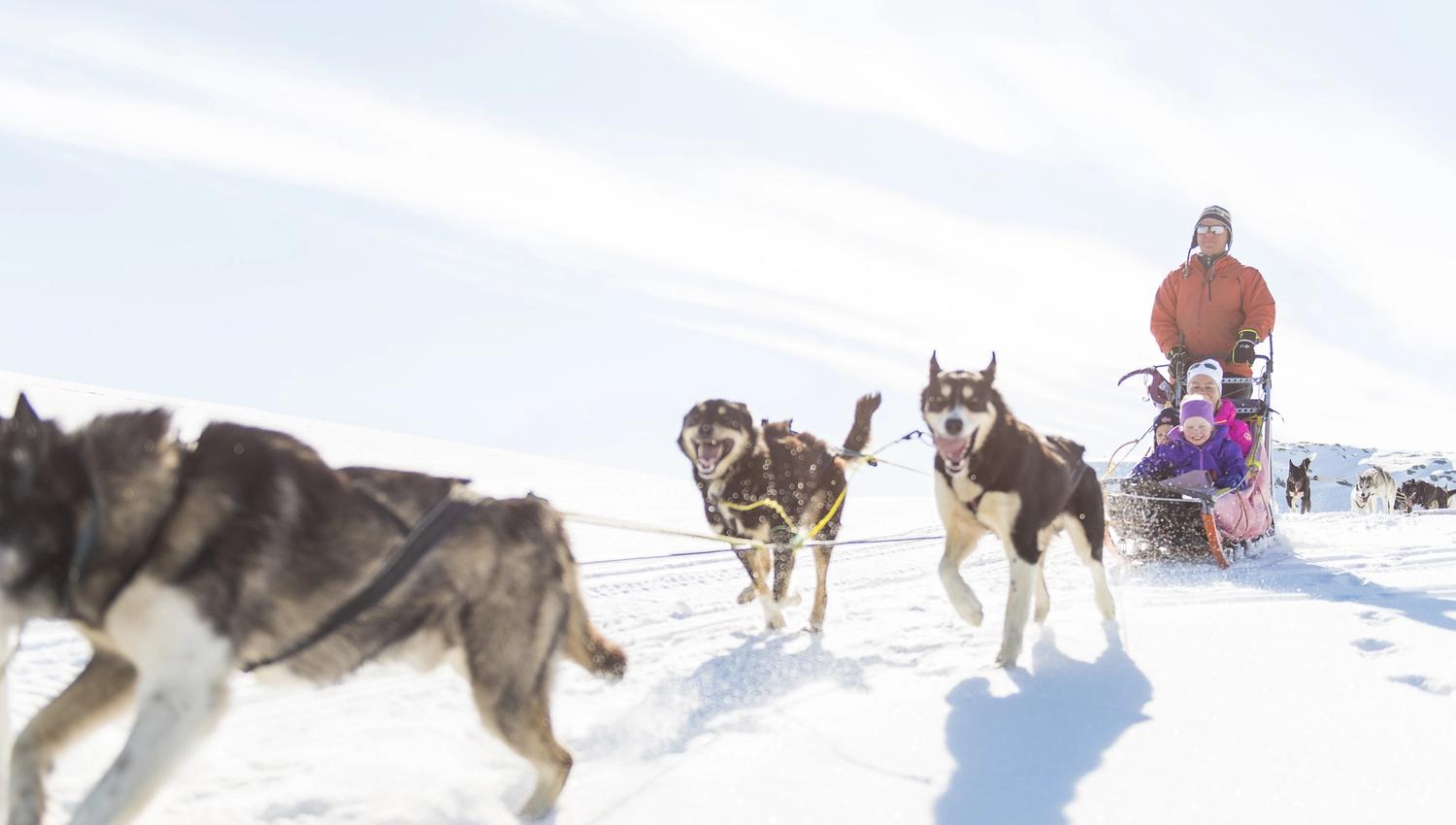 På hundesledetur