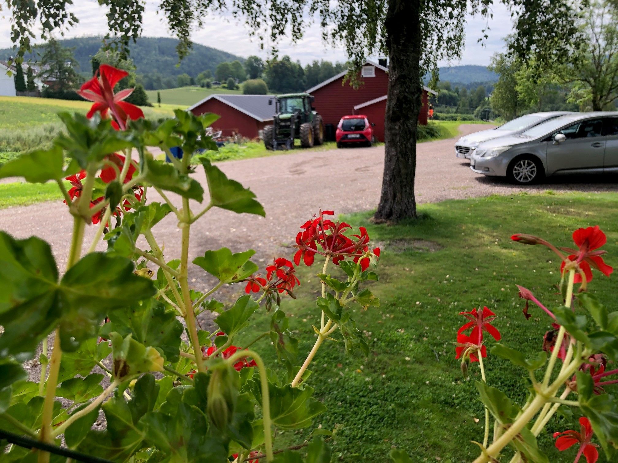 Hageblomster på tunet