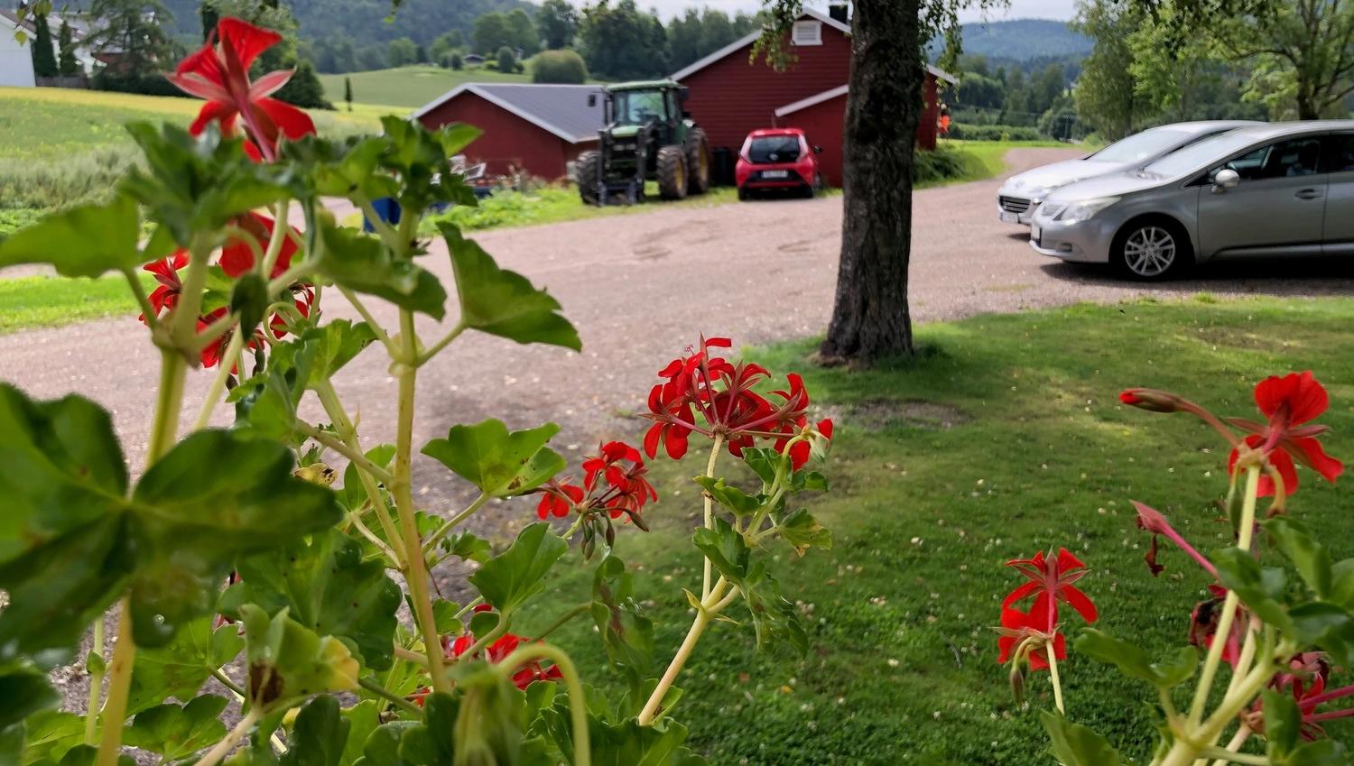 Hageblomster på tunet