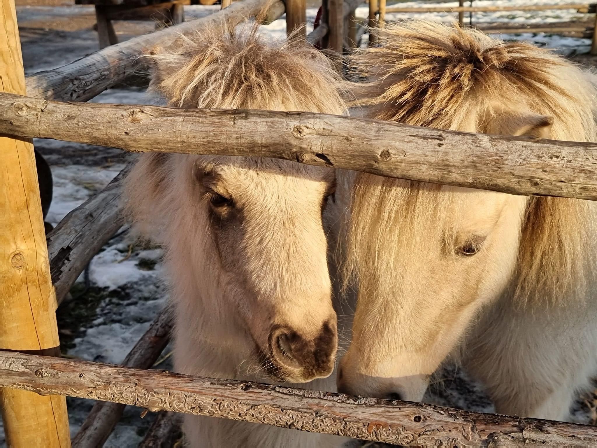 Two horses