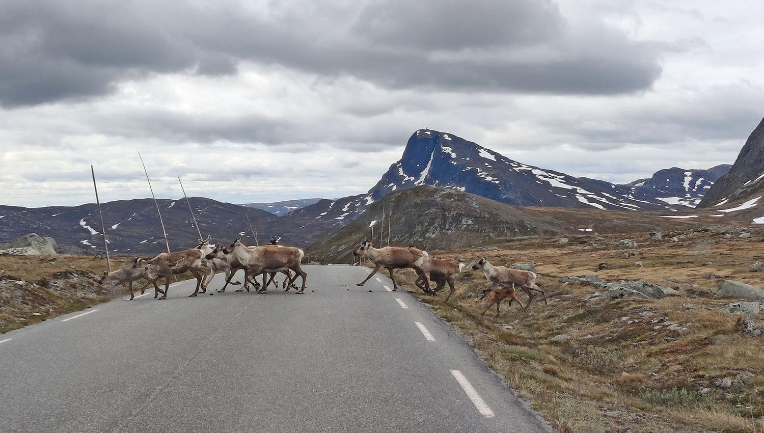 Reindeer herd crossing a mountain road