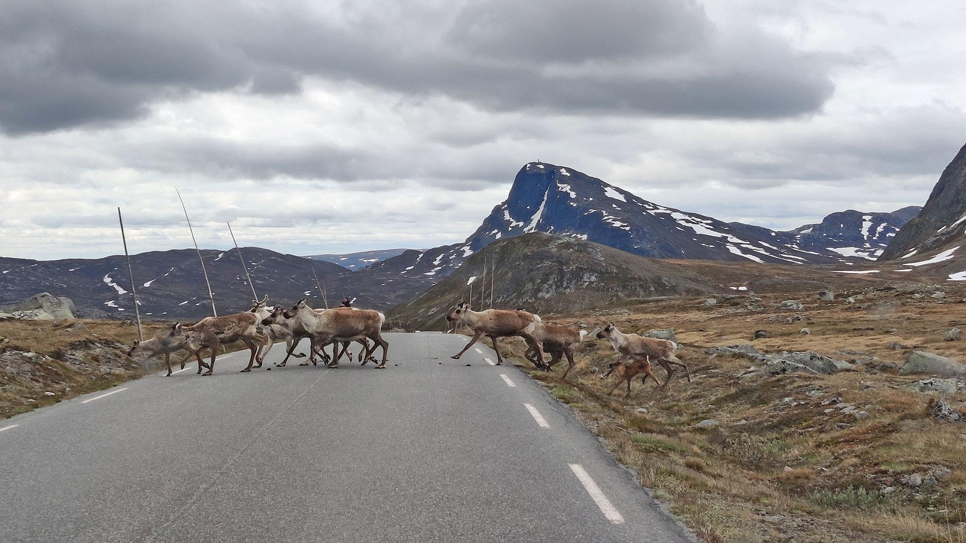 Reindeer herd crossing a mountain road