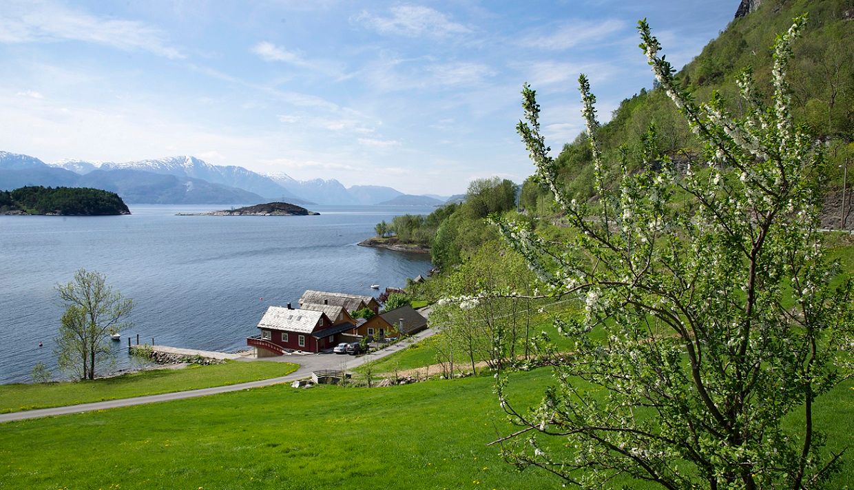 Blooming fruit trees and fjord view from Naustferie in Hardanger on a sunny spring day.