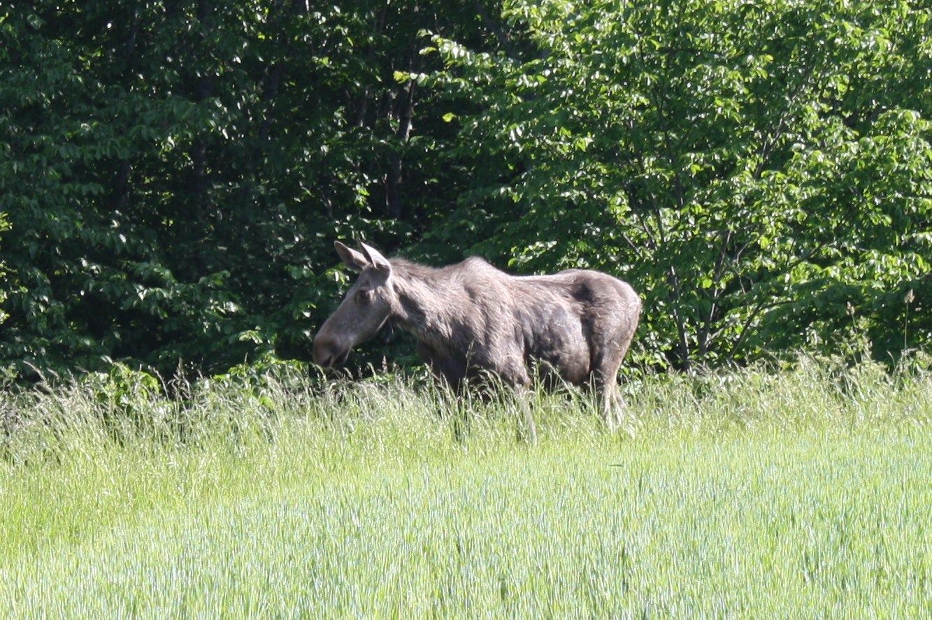 Moose on field
