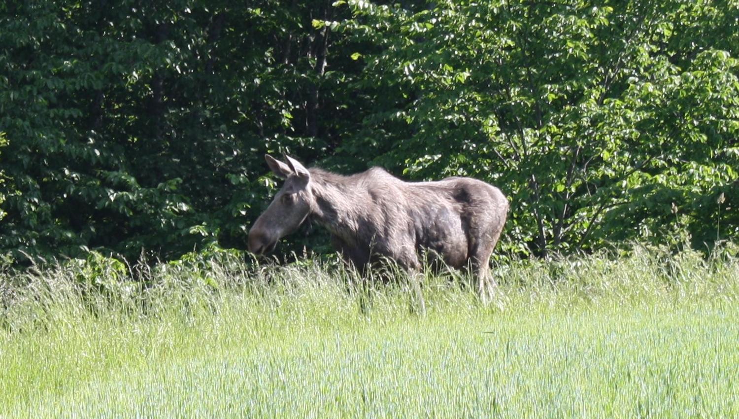 Moose on field