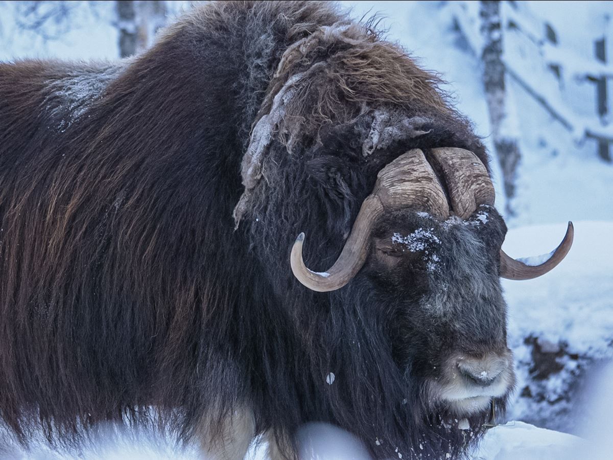 A Musk Ox