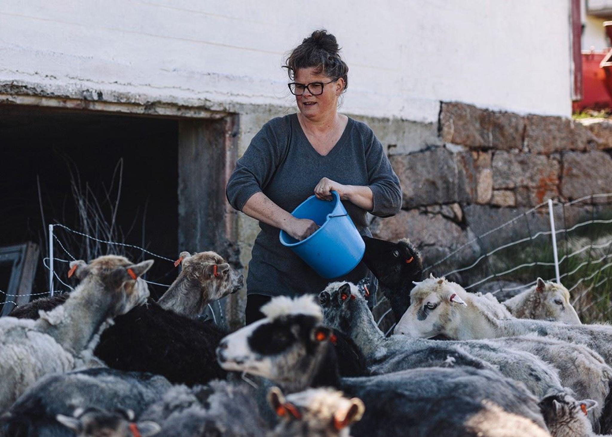 Lofoten Wool