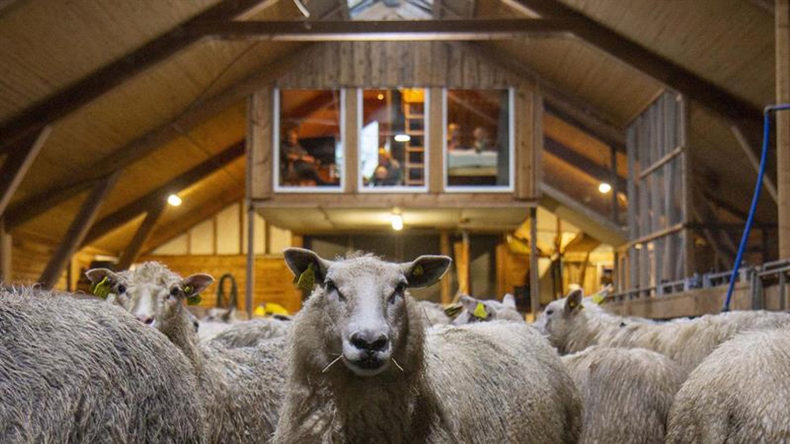 Sheep barn Apartment at Hammer Farm