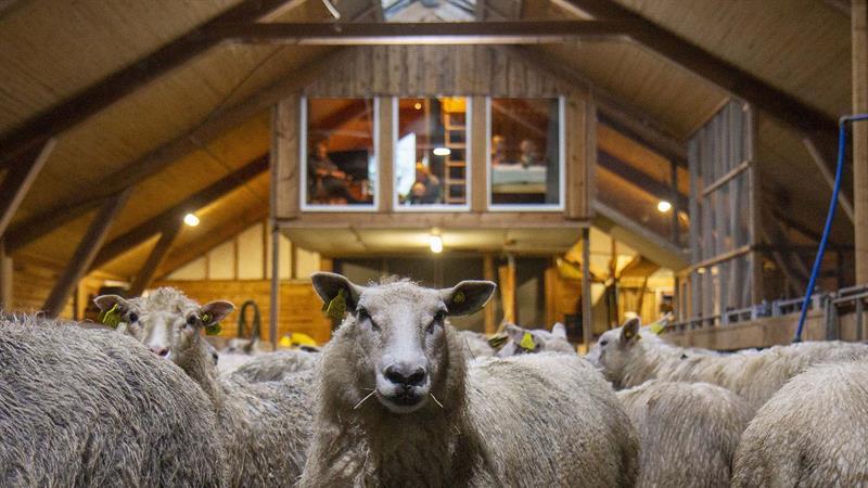Overnatting i unik fjøsleilighet på Hammer gård