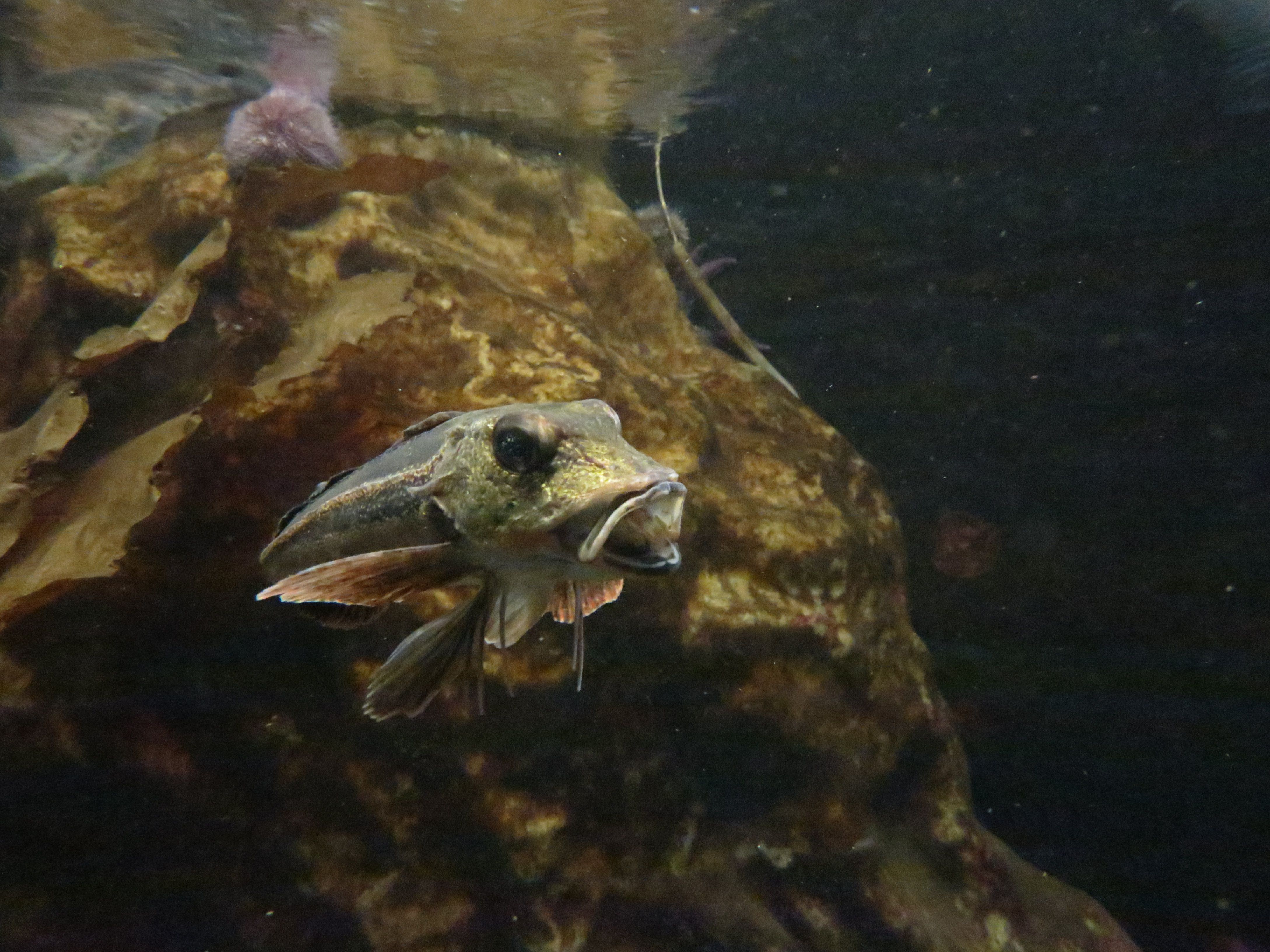 liten fisk