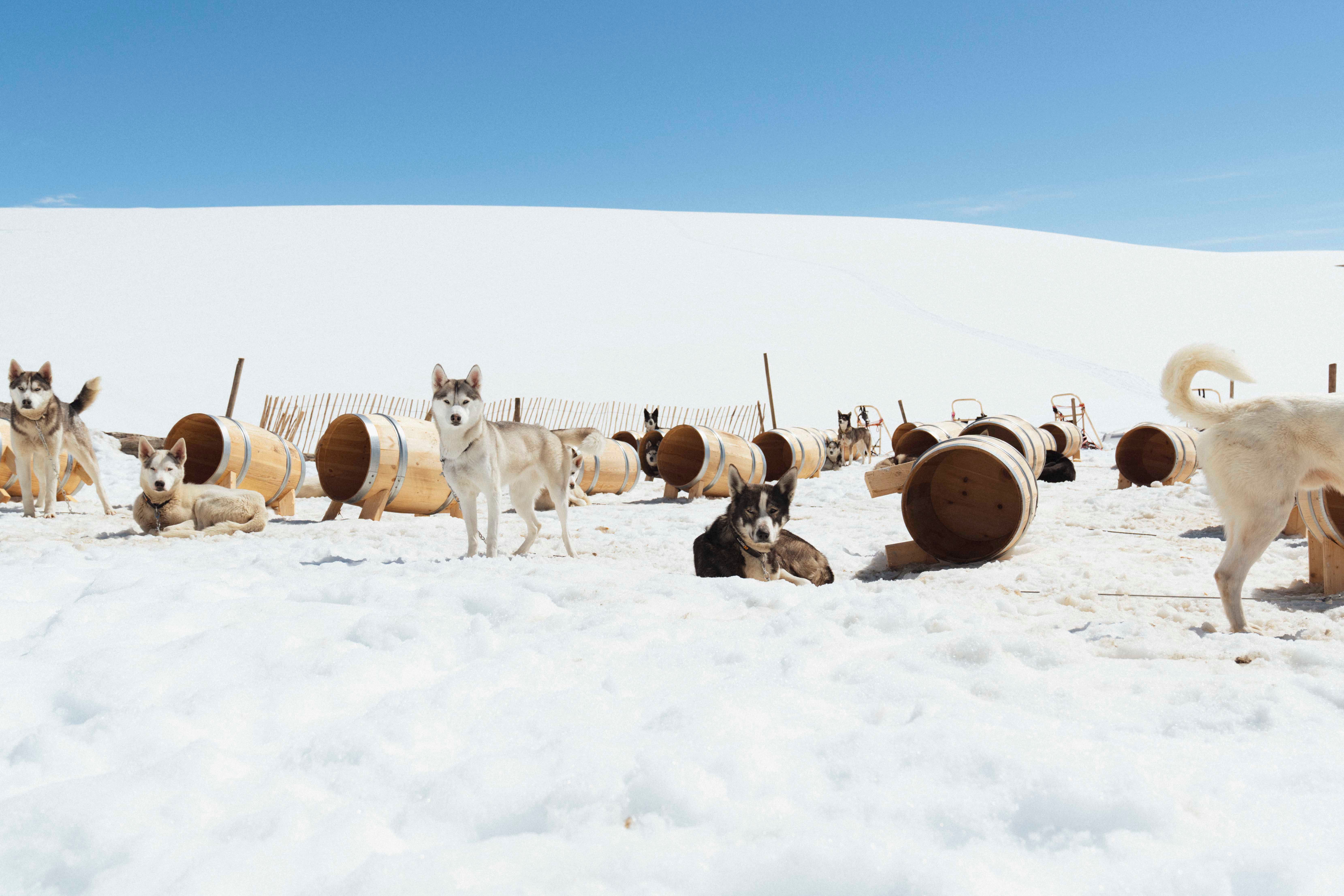 Huskies standing and resting at Folgefonna husky camp, next to their dog houses on the snow.