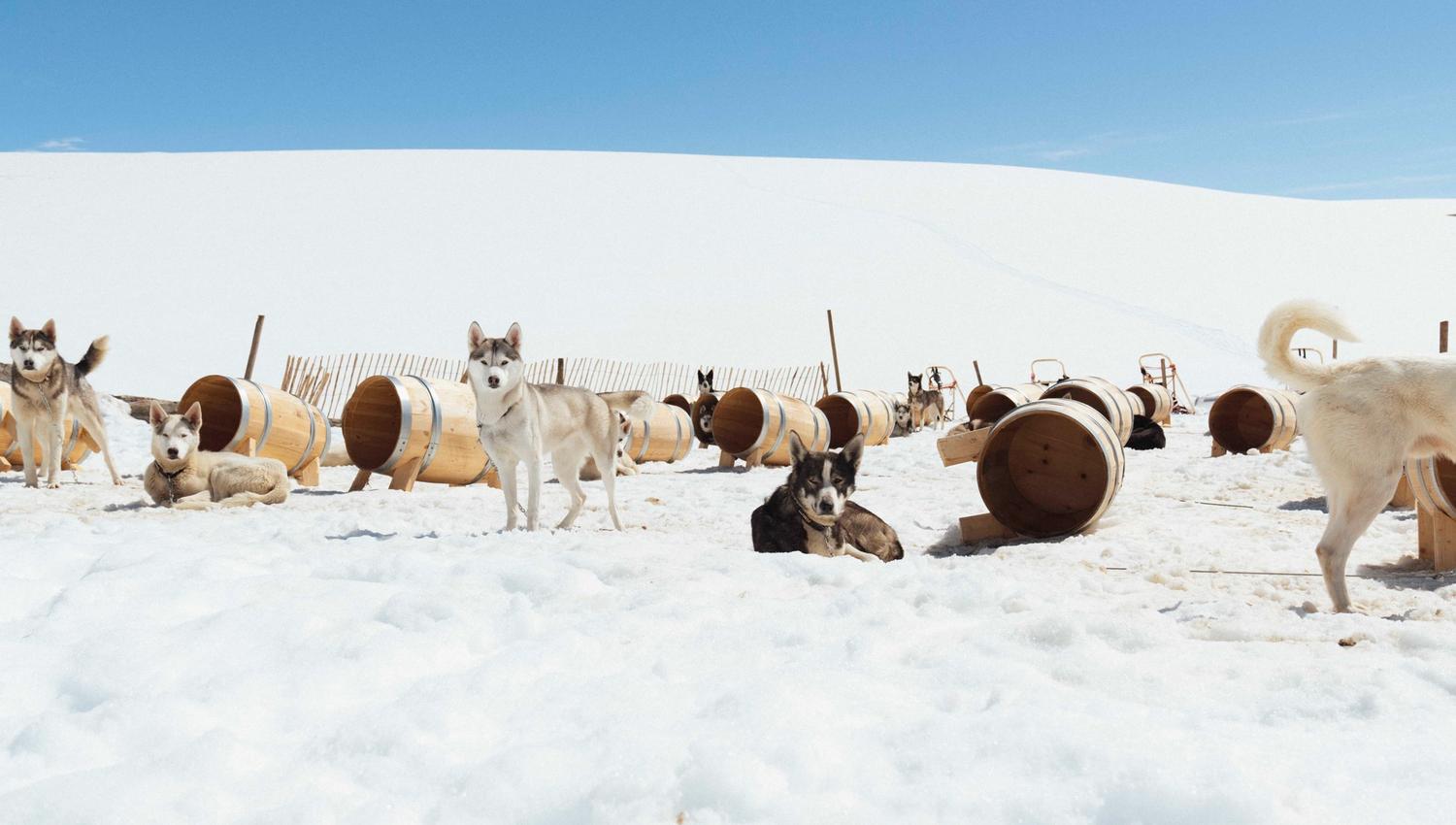 Huskies standing and resting at Folgefonna husky camp, next to their dog houses on the snow.