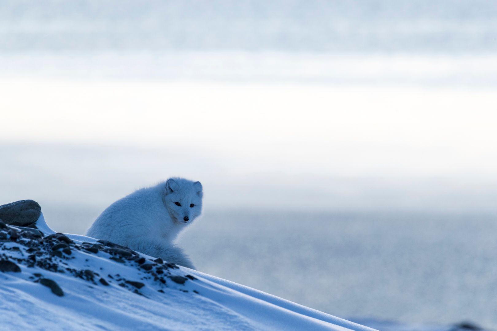 Polarfox in bluehour 
