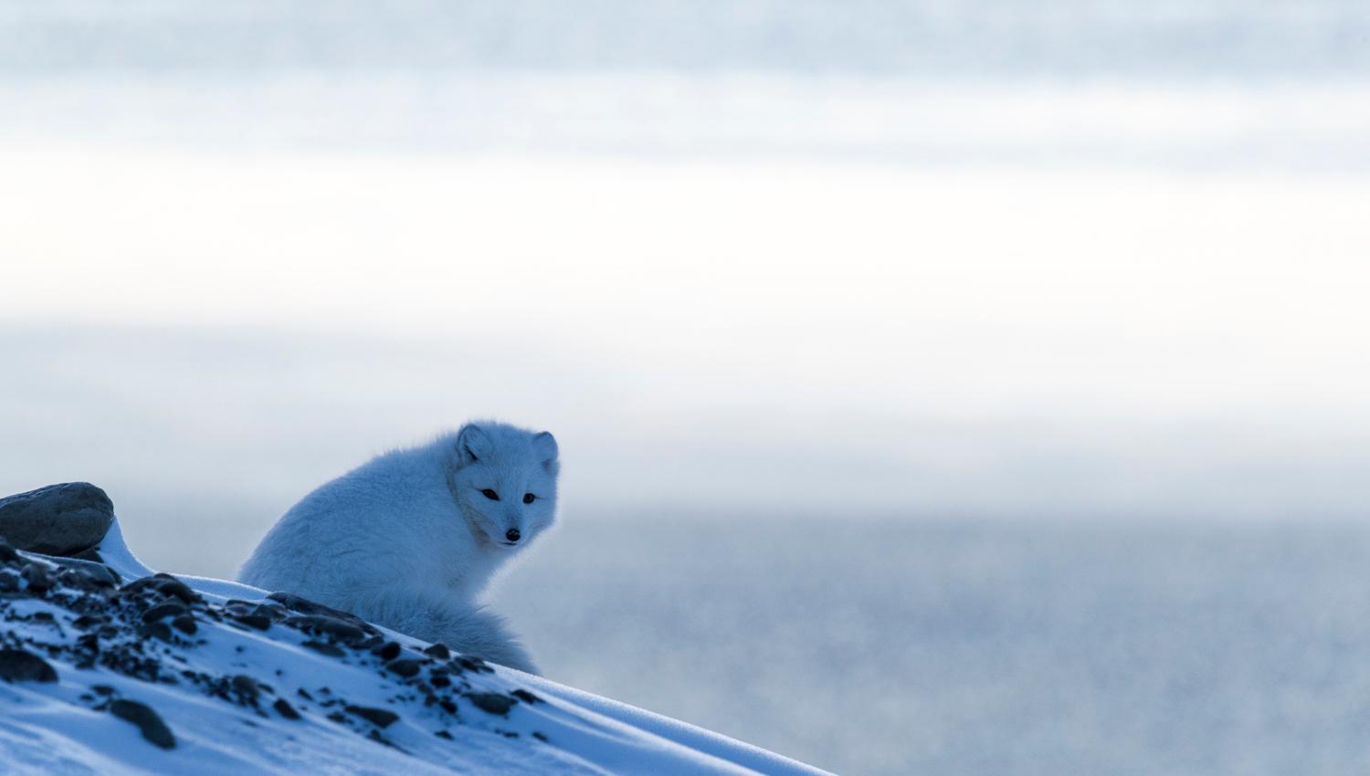 Polarfox in bluehour