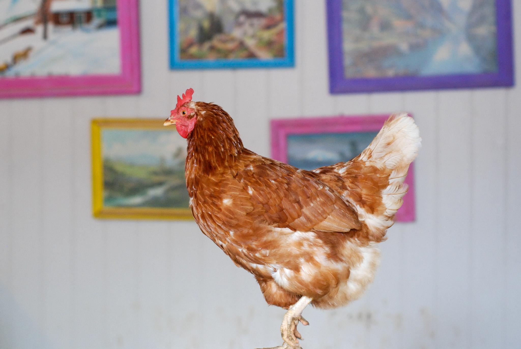 A brown hen