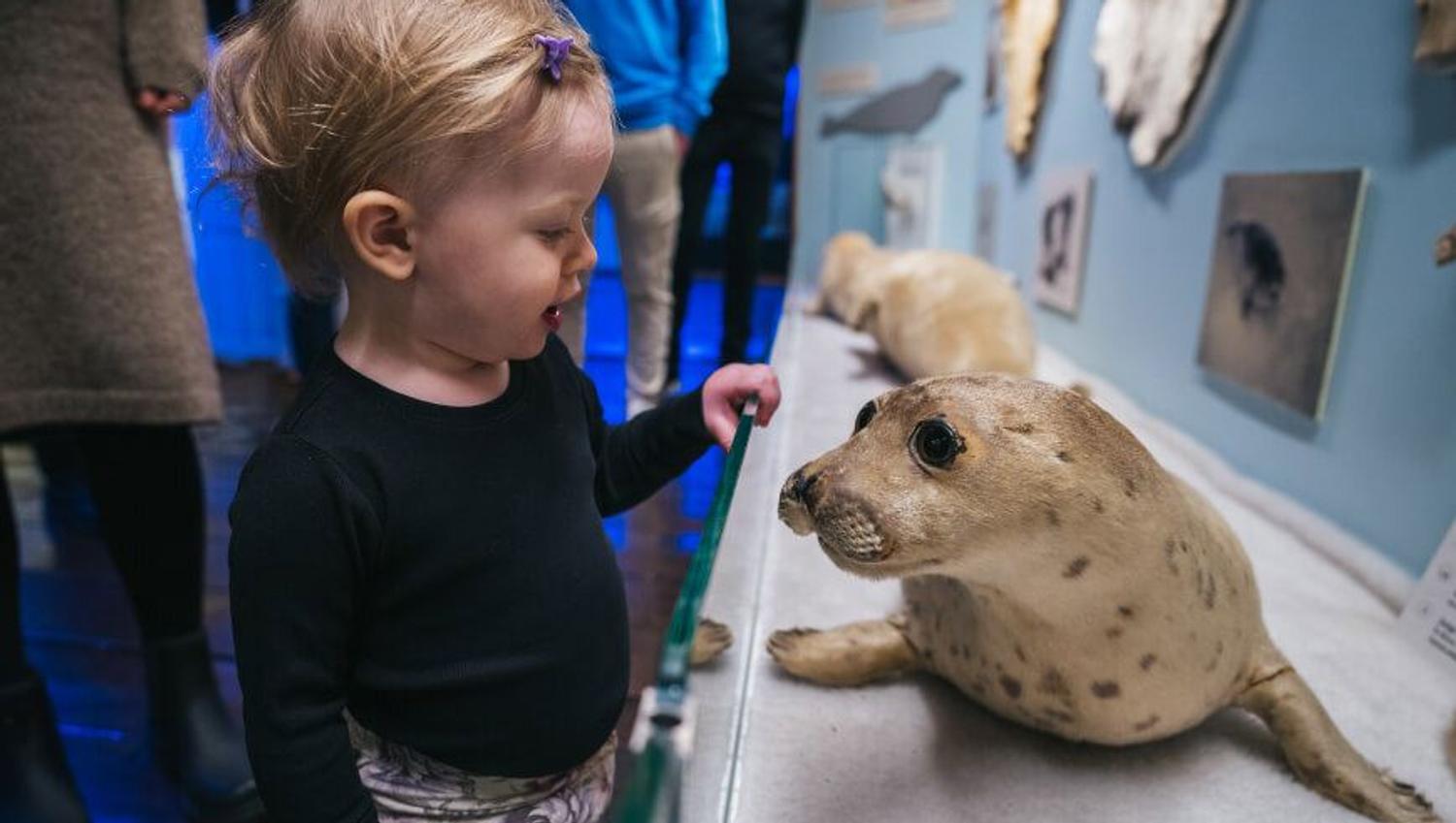 Child looking at an exhibition at The Polar Museum in Tromso
