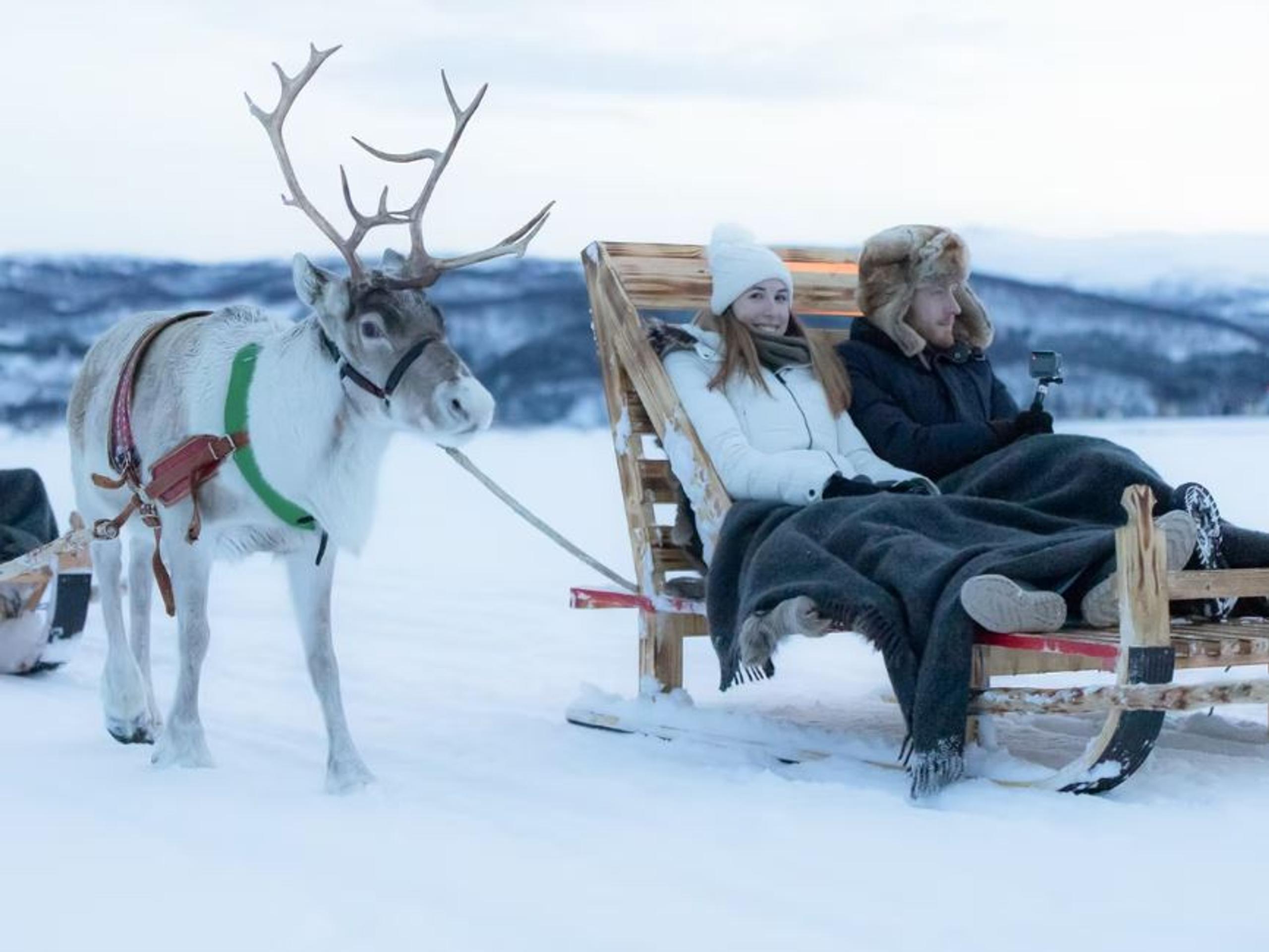 Reindeer sledding