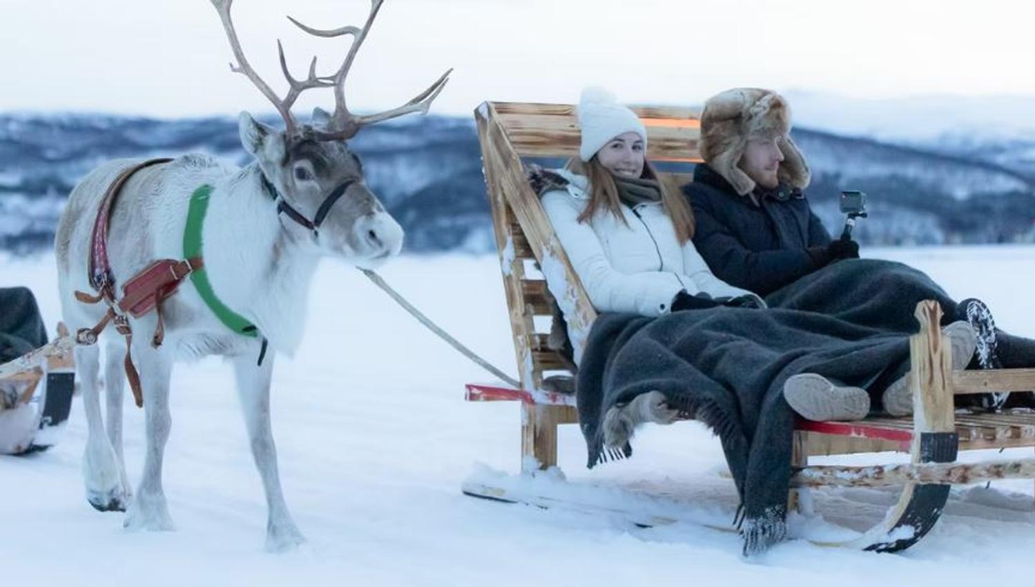 Reindeer sledding