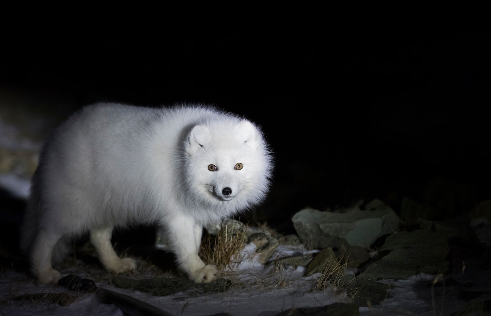 White polarfox in thick wintercoat 