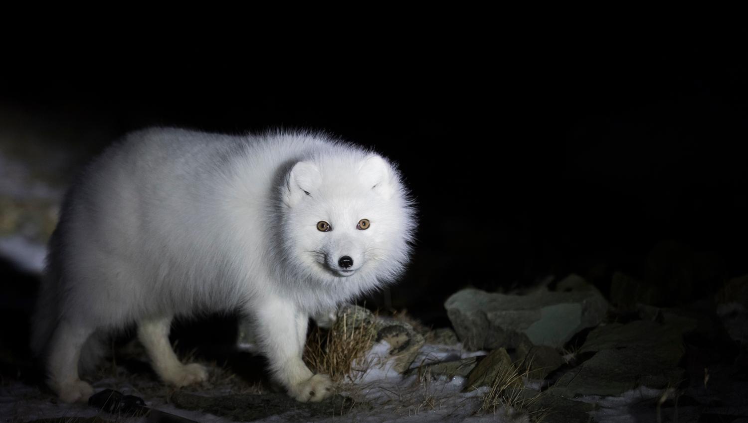 White polarfox in thick wintercoat