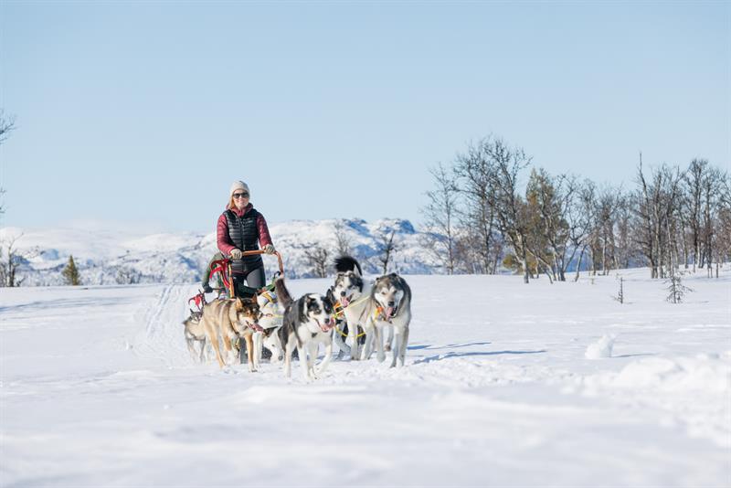 hundekjøring om vinteren