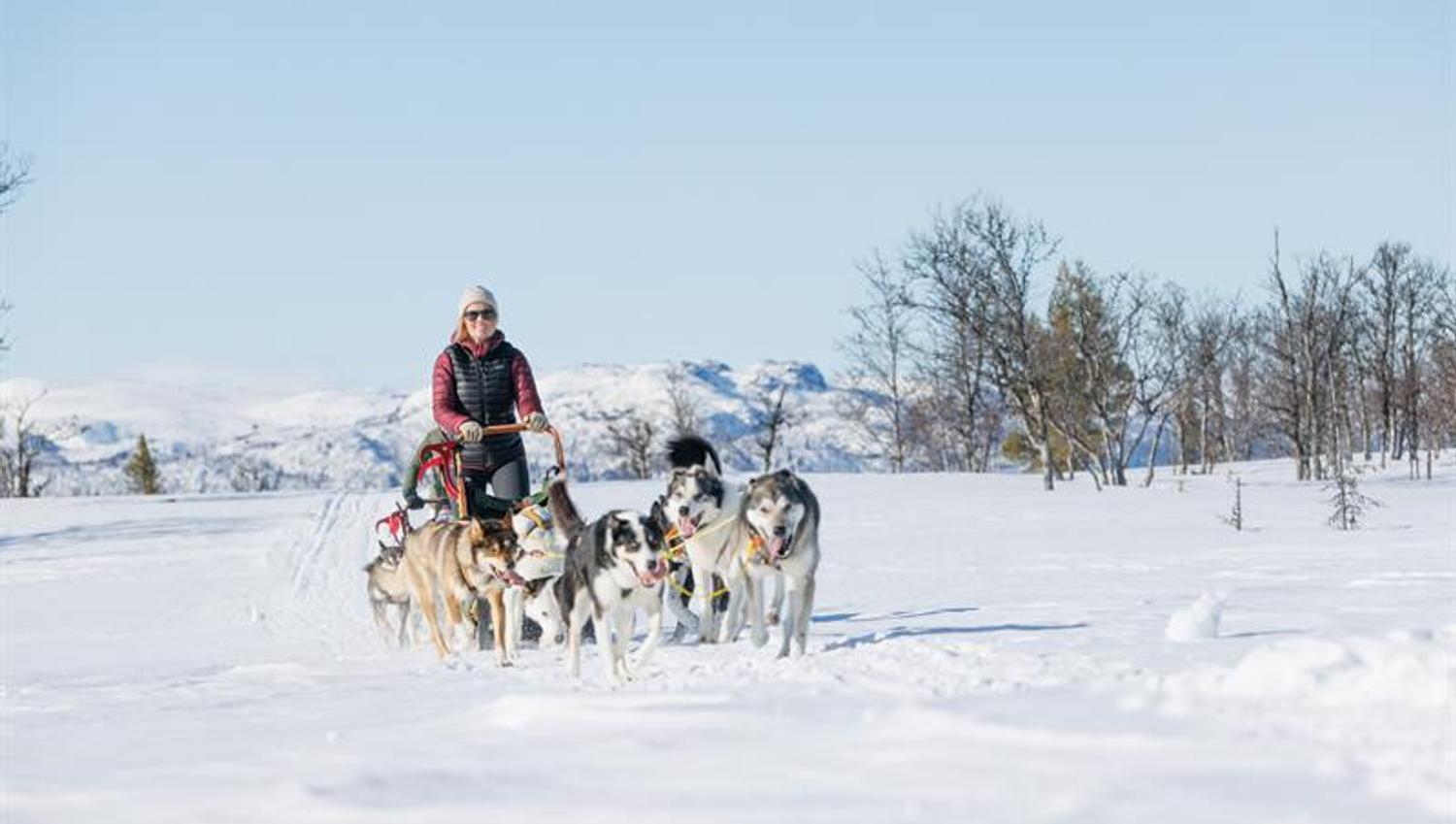 hundekjøring om vinteren